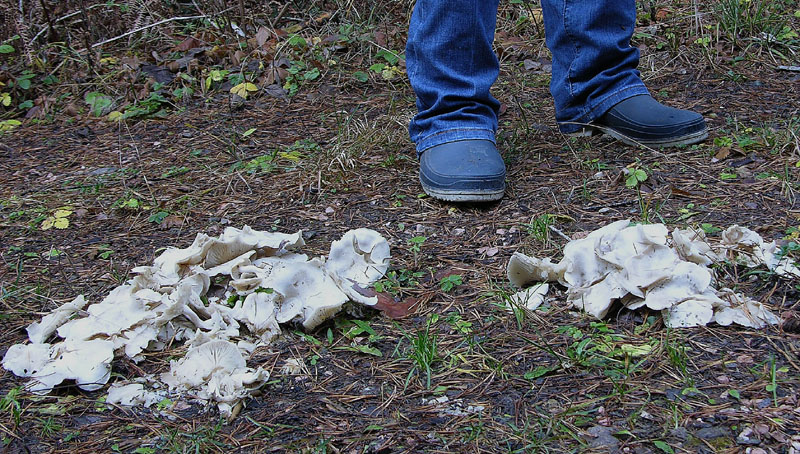 Nei boschi del mauretto..quando il gatto non c''�...